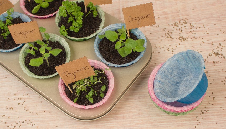 Verschiedene Kräuterkeimlinge wachsen in bunten Papierförmchen, die in einer Muffinform stehen. Kleine Schilder mit den Namen wie „Oregano“ und „Thymian“ stecken in der Erde. Daneben liegt ein Stapel leerer Papierförmchen